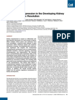 Atlas of Gene Expression in The Developing Kidney at Microanatomic Resolution