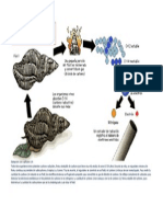 Datación Con Carbono 14