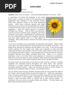 sunflower