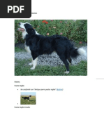 English Shepherd Information