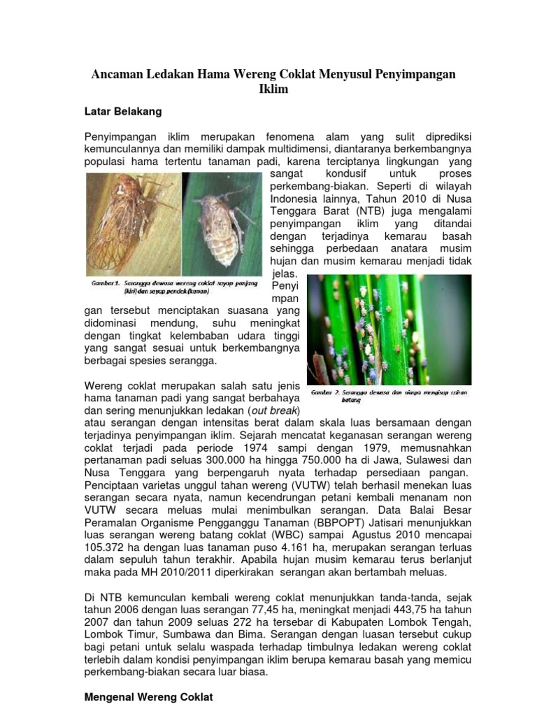 Ancaman Ledakan Hama Wereng Coklat Menyusul Penyimpangan Iklim