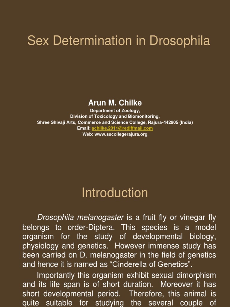 Drosophila Sex Determination Mechanisms | PDF | Male | Ploidy