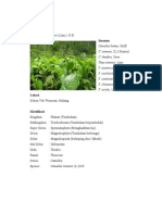 Download Theaceae Malvaceae Passifloraceae by Nur Azizah SN164627049 doc pdf