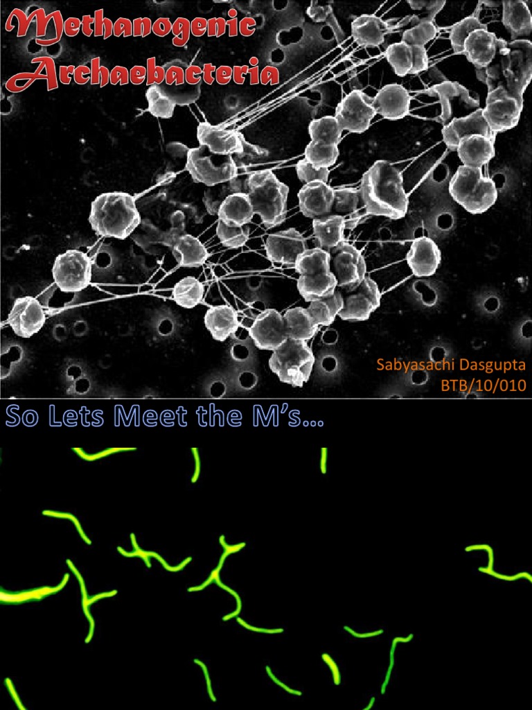 Methanogenic ArchaebacteriA | PDF | Cell Wall | Bacteria