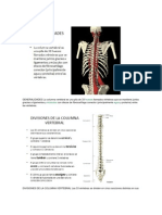 GENERALIDADES La Columna Vertebral Es Una Pila de 33