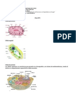 Clase 3 Cecula Eucarionte