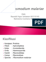 Plasmodium Malariae