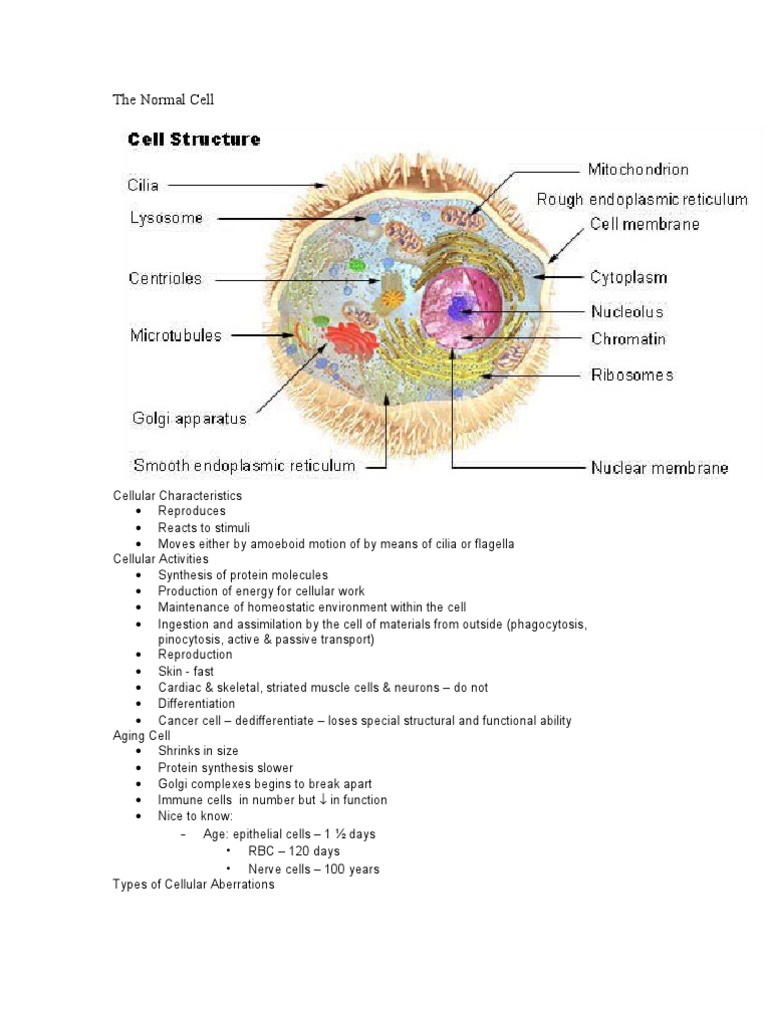 Understanding Normal and Cancer Cells | PDF | Neoplasms | Cancer
