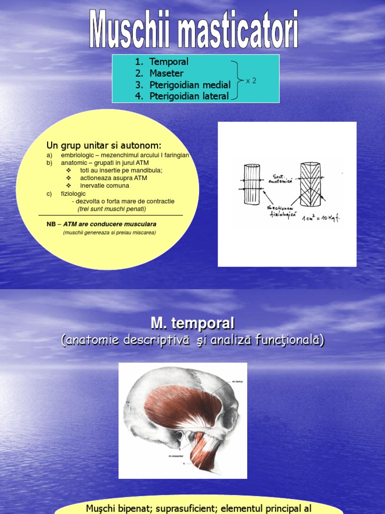 Muschii Masticatori | PDF