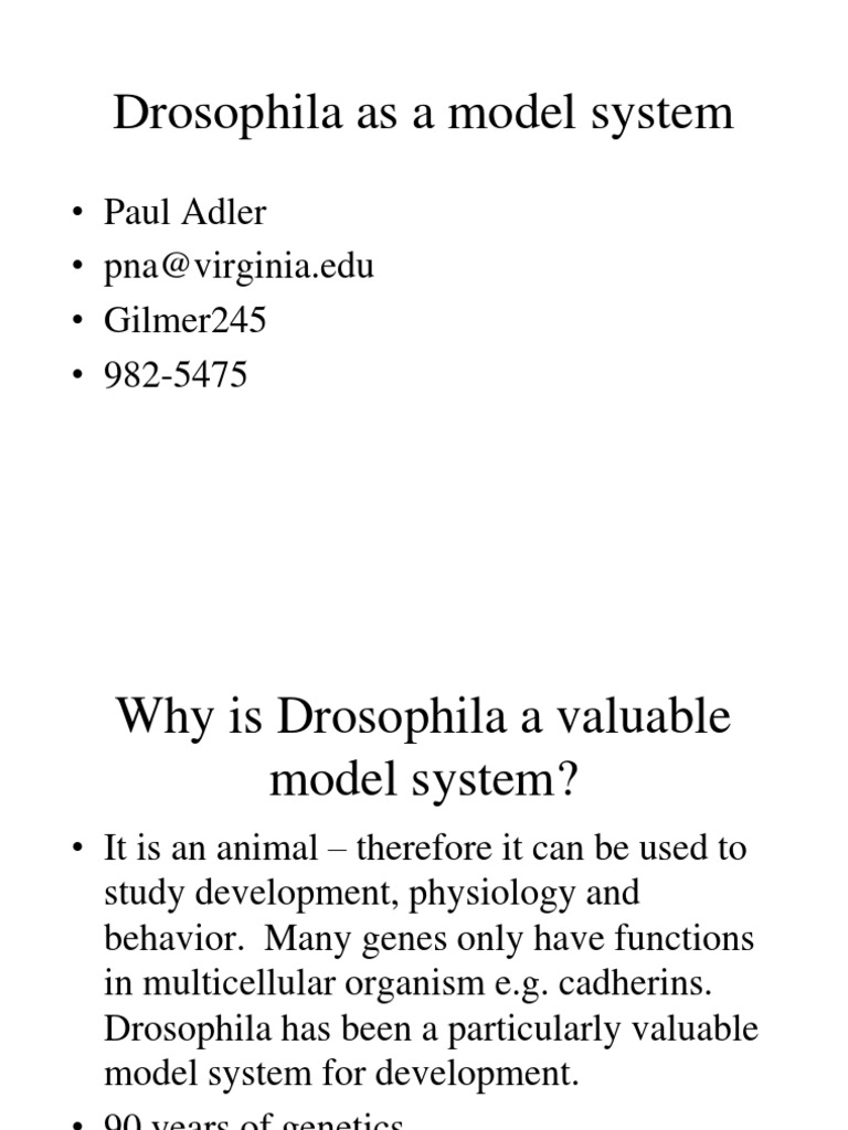 Drosophila Model System Overview | PDF | Life Sciences | Biological ...
