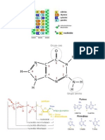 Adn 8 Nucleotidos