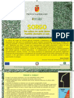 SORGO (Sorghum spp.) - Scheda Tecnica