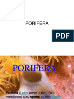 Porifera