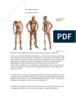 Sistemas y Aparatos Del Cuerpo Humano