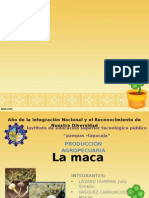 La maca.pptx