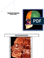 Presentación2 Neuroanatomia IV