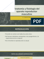 Anatomia y Fisiologia Del Aparato Reproductor Masculino3