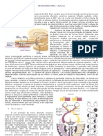 Neuro Anatomia