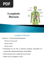 Lymphatic Filari