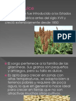 Sorgo Dulce