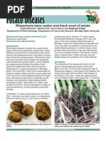 Rhizoctonia Bulletin