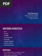 Esófago dicertación 2013 enviar