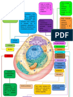 Mapa Mental Del Tema Celula Humana