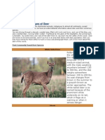 List of Different Types of Deer