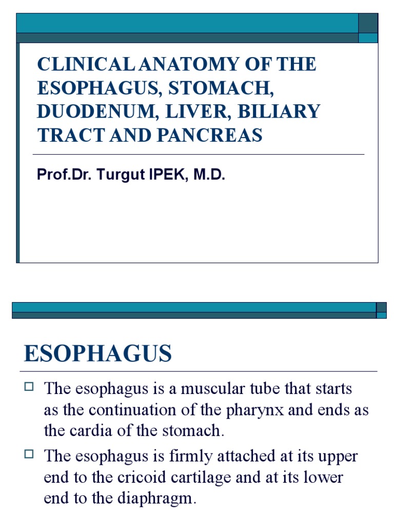 Clinical Anatomy of The Esophagus and Stomach | PDF | Esophagus | Pancreas
