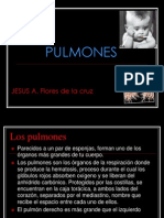 Exposicion de Pulmones