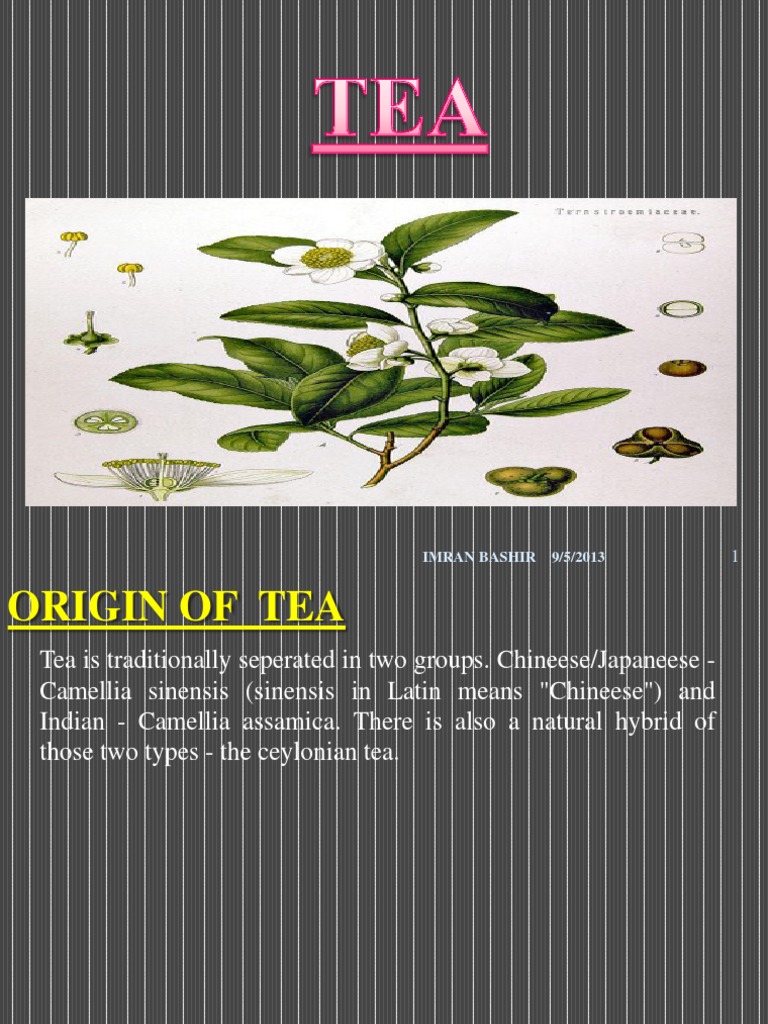 Tea Human Geography PDF Leaf Tea