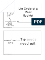 Life Cycle of A Plant