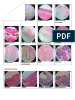 Histology Pictures