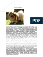 Entrenar A Un Pekinés