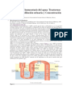 Órgano de La Homeostasis Del Agua