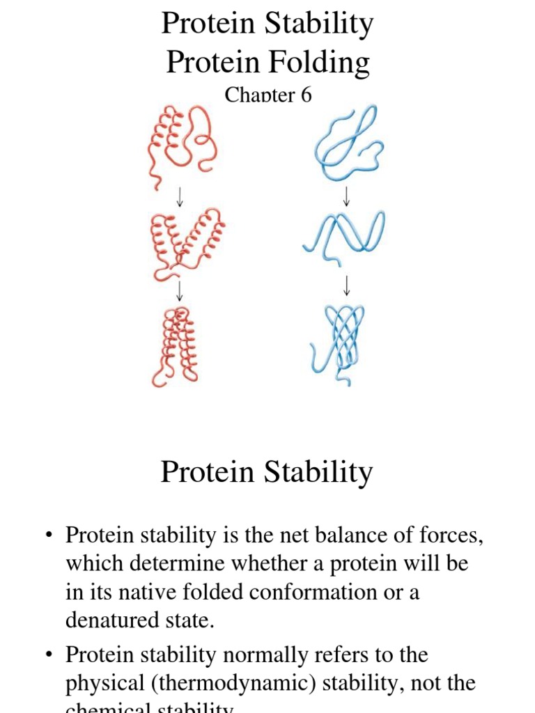 Protein Stability and Folding | PDF
