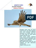 Aguilucho Pálido