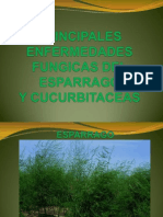 Enfermedades Fungicas