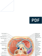 CT Scan Abdomen