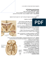 Neuroanatomy 10