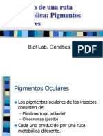 Estudio de Una Ruta Metabolica