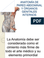 anatoma pelvica presentacion 