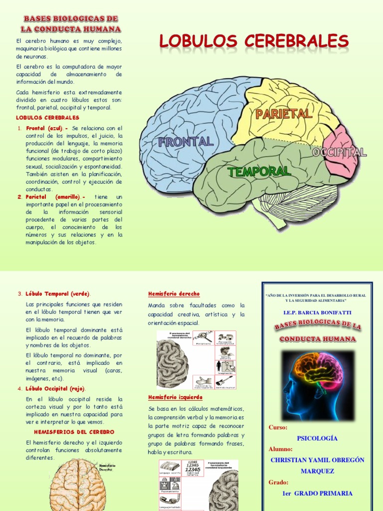 Triptico Ico Ddel Cerebro | PDF