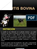 Mastitis Bovina