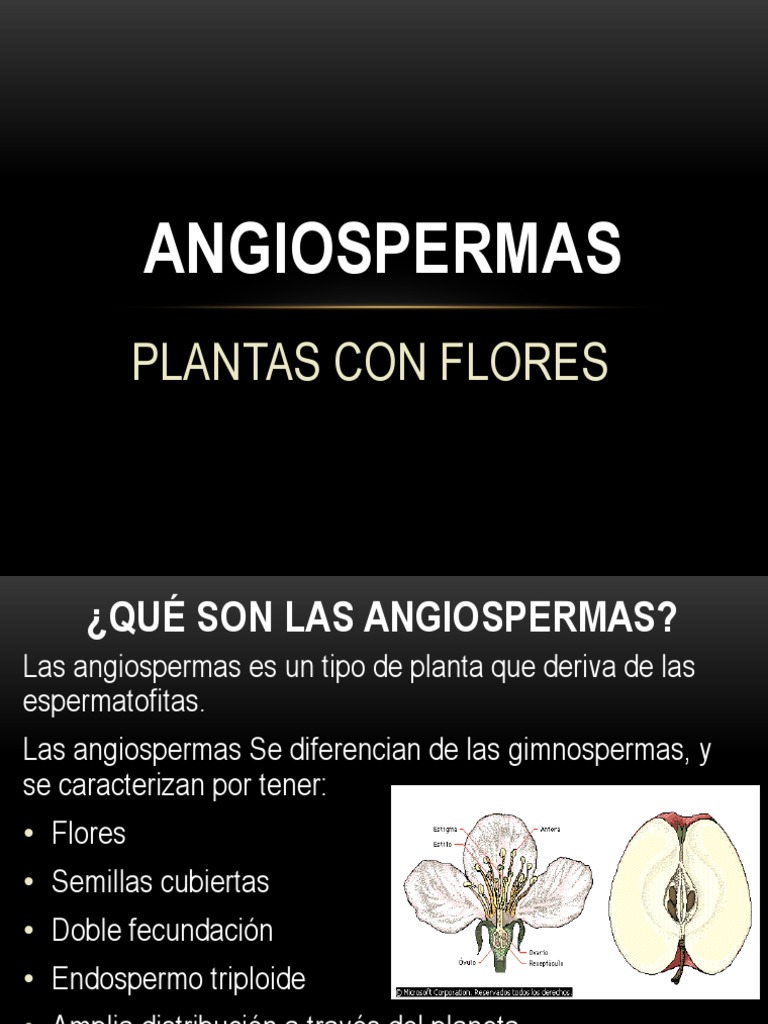 Definición y características de angiospermas | PDF | Flores | Plantas