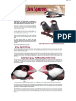 Java Sparrow Sexing