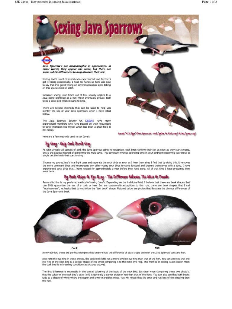Java Sparrow Sexing Beak Birds