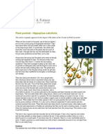 Permaculture Plants - Hippophae Salicifolia