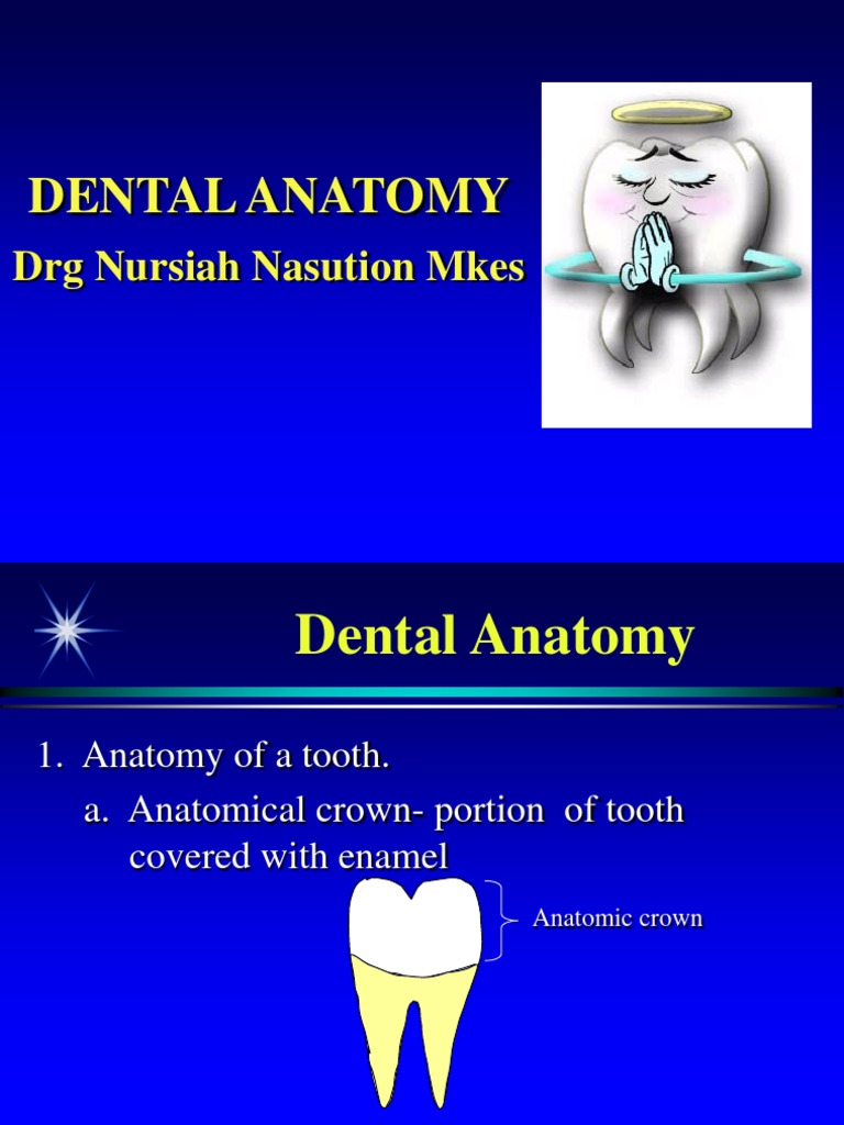 A06 Dental Anatomy PDF Human Tooth Dental Anatomy