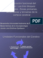 Organización Funcional Del Cerebro